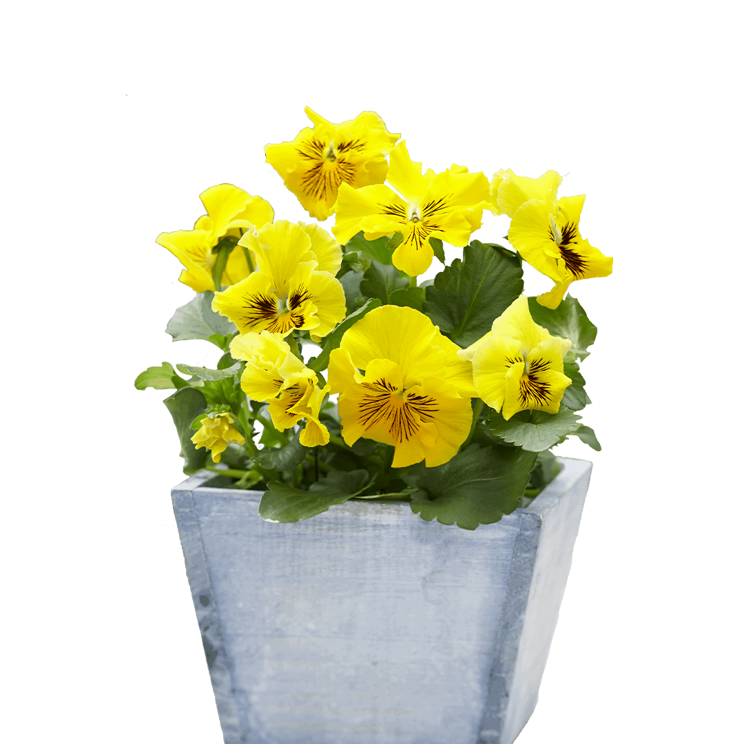 Tasty Viola™ Collection - Image 5